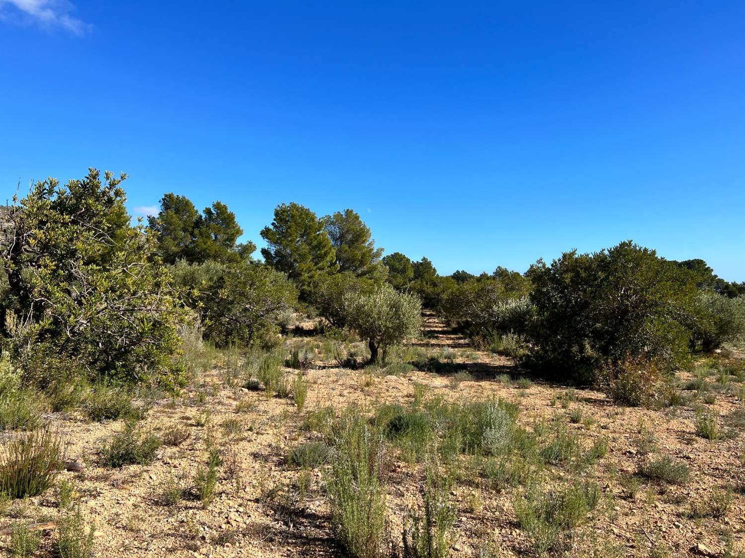 Grundstück zum verkauf in Calafat (L'Ametlla de Mar)