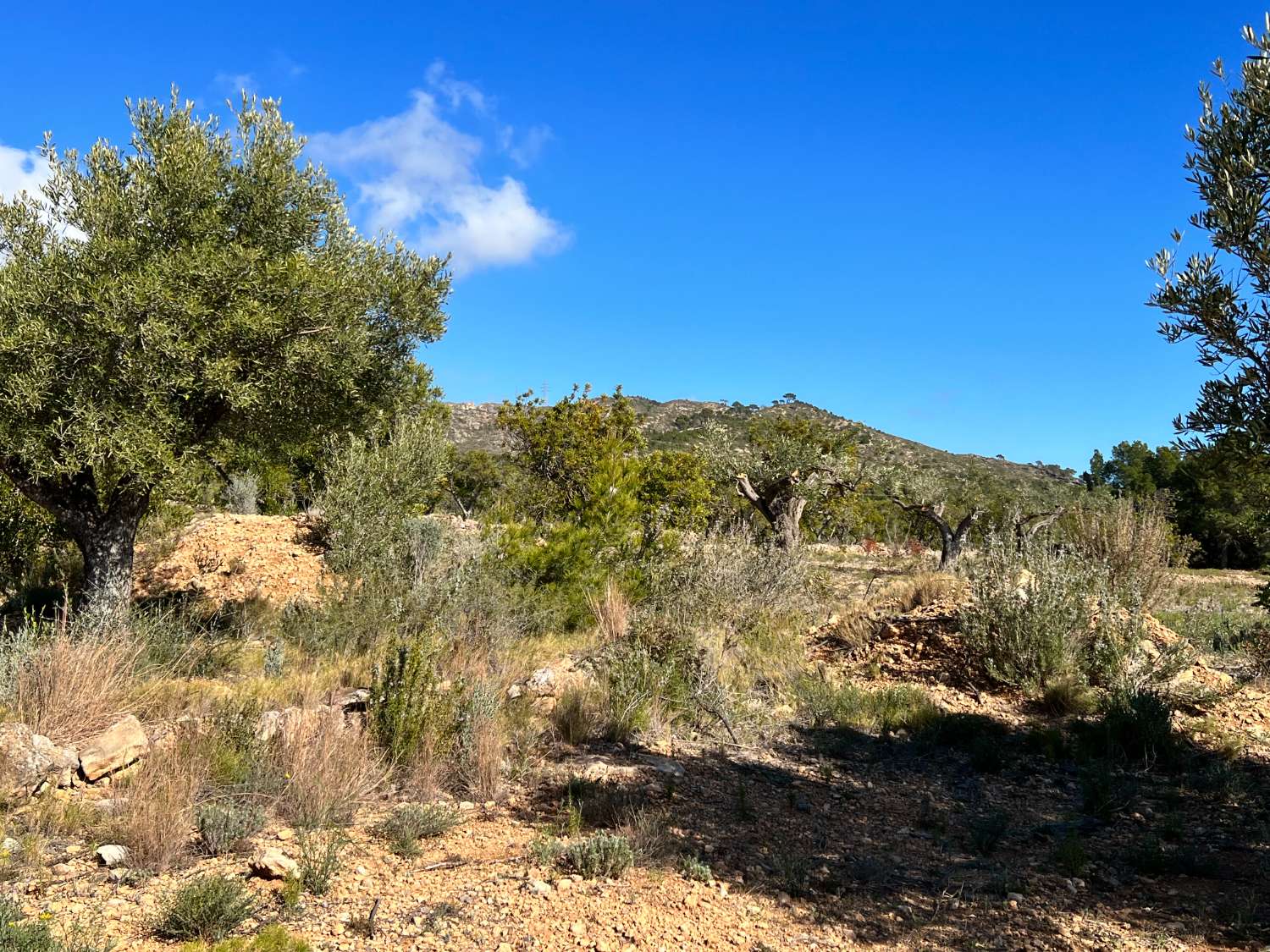 Grundstück zum verkauf in Calafat (L'Ametlla de Mar)