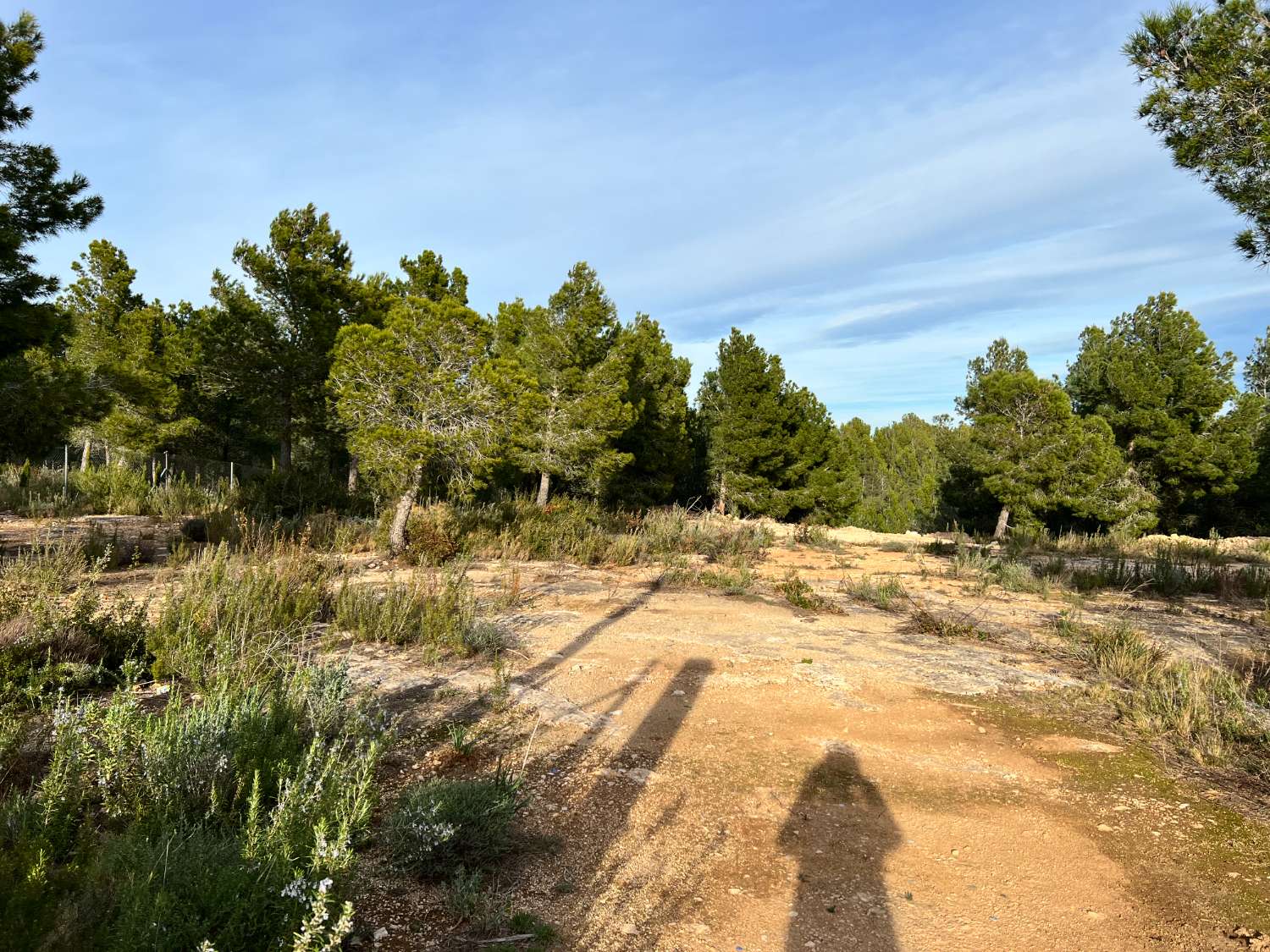 Terrain clôturé